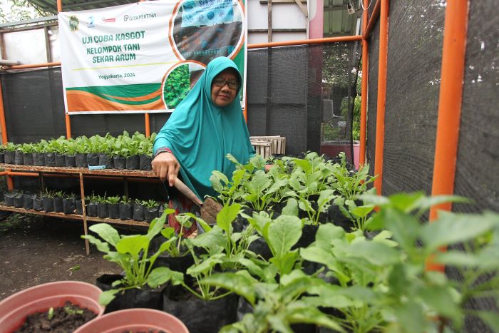 Warga memeriksa kondisi sayur yang ditanam di kebun sayur organik kelompok tani Sekar Arum, di Kampung Macanan, Bausasran, Danurejan, Kota Jogja, Jumat (6/12/2024).