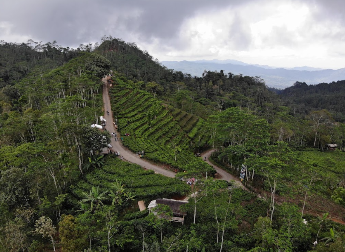 Kebun Teh Nglinggo, Kulon Progo.