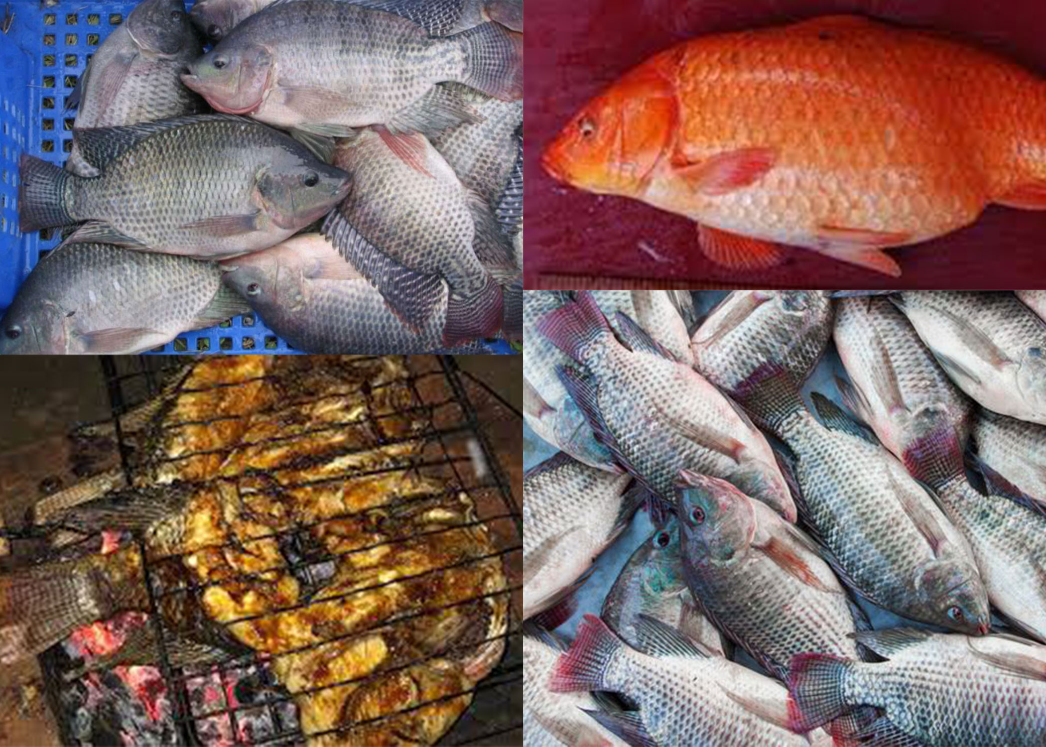 Rayakan malam tahun baru dengan bakar-bakar ikan. Berikut jenis ikan favorit bakar-bakar melewatkan malam pergantian tahun.