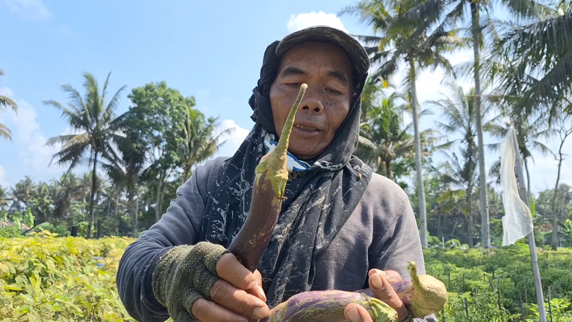 &nbsp;  MENUMPUK: Petani terong di Banaran memanen hasil yang sudah terserang hama.