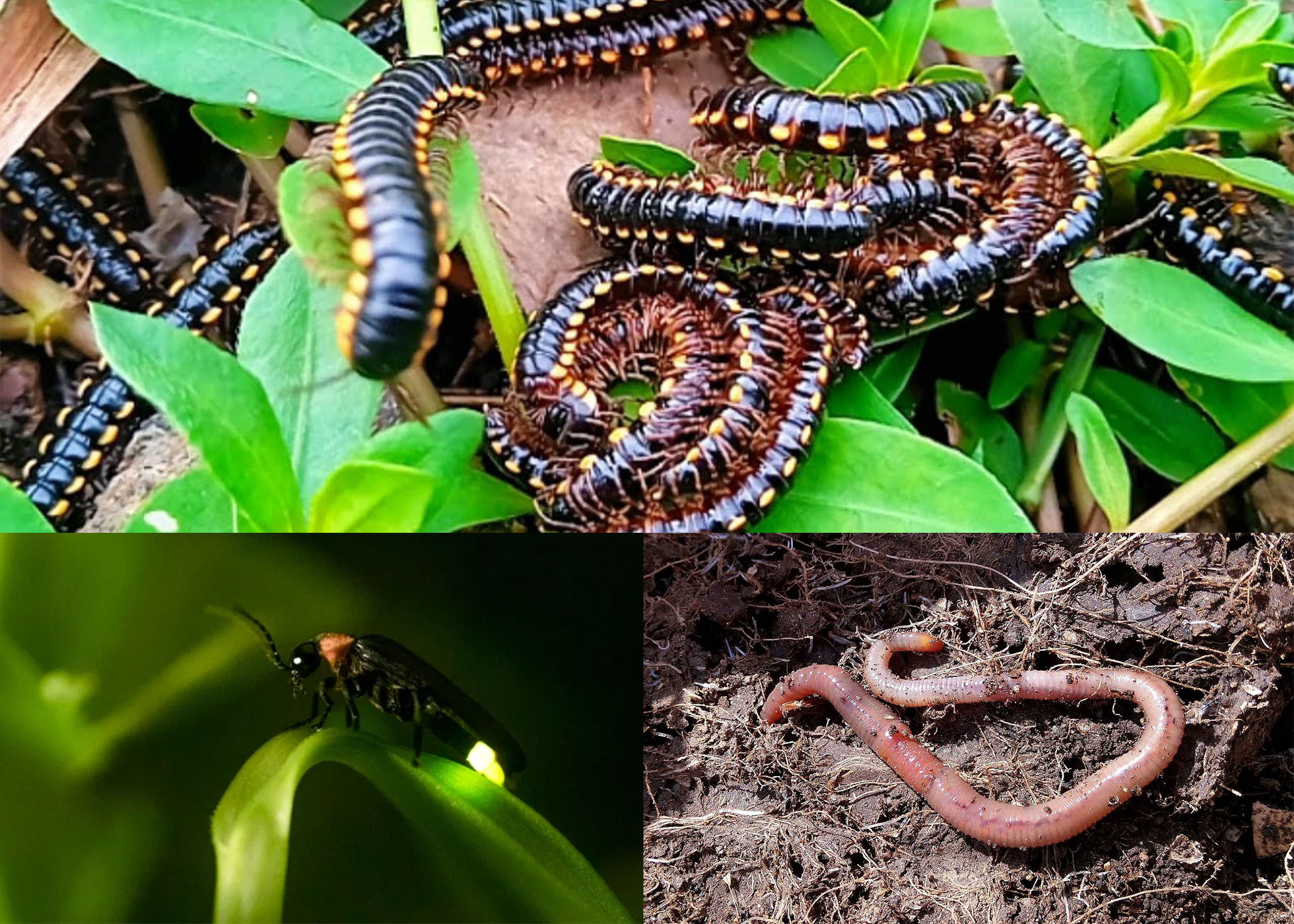 Kemunculan hewan ini sebagai penanda bahwa tanah subur.