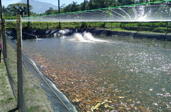 PASAR TERBUKA: Budidaya ikan nila dengan sentuhan teknologi kincir air atau sibudidikucir dikembangkan Kelompok Mina Taruna Garongan, Wonokerto, Turi, Sleman.