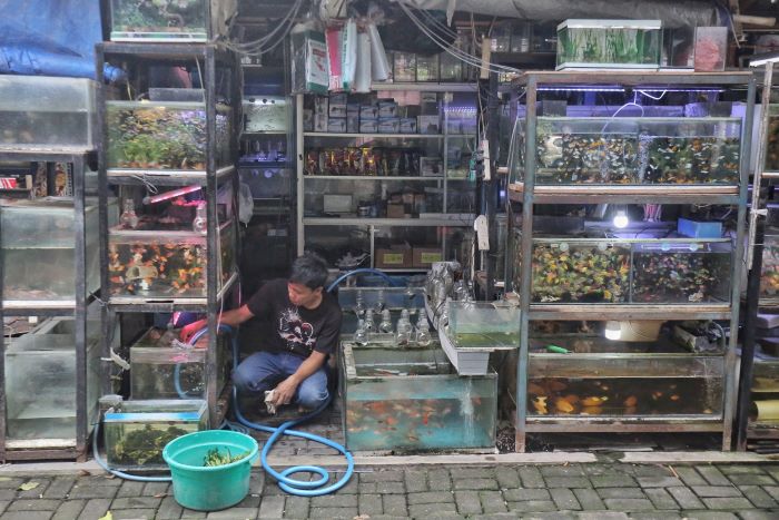 Banyak Diminati: Seorang pedagang ikan hias tengah memilih ikan untuk dikemas di Pasar Pasty Rabu (11/12/2024). Regulasi melarang pedagang menjualbelikan ikan hias jenis invasif.