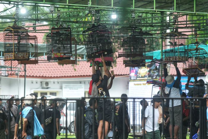 Peserta mengikutsertakan burung kicau peliharaannya dalam Lomba Burung Berkicau BnR Award kategori Burung Cucak Ijo, di Lapangan Pemkab Sleman Minggu (15/12/2024).