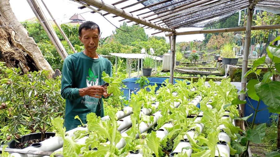 Salah satu anggota Kelompok Tani Winongo Asri saat melakukan perawatan terhadap komoditas selada pada Selasa (17/12/2024).