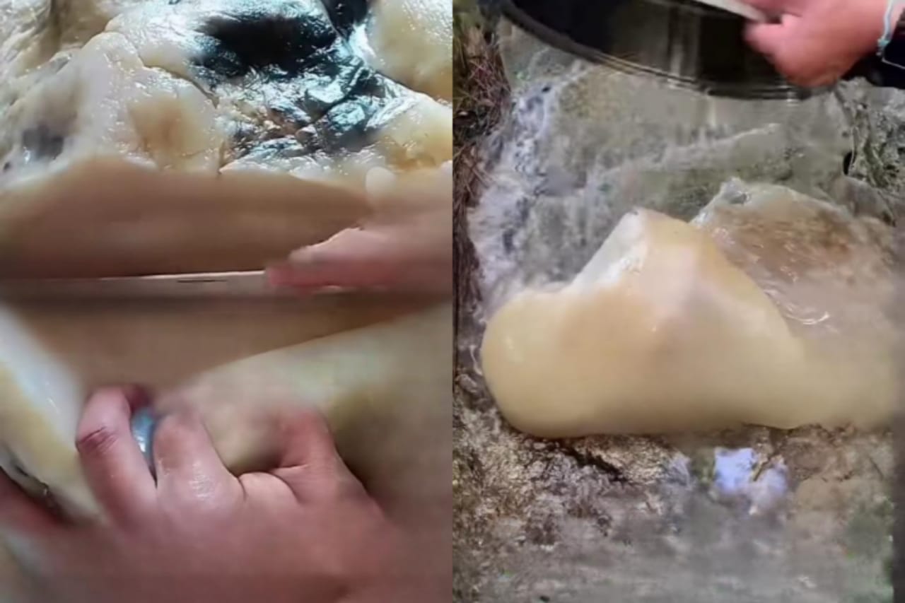 Jamur Taisui juga disebut sebagai jamur jelly karena teksturnya yang kenyal.
