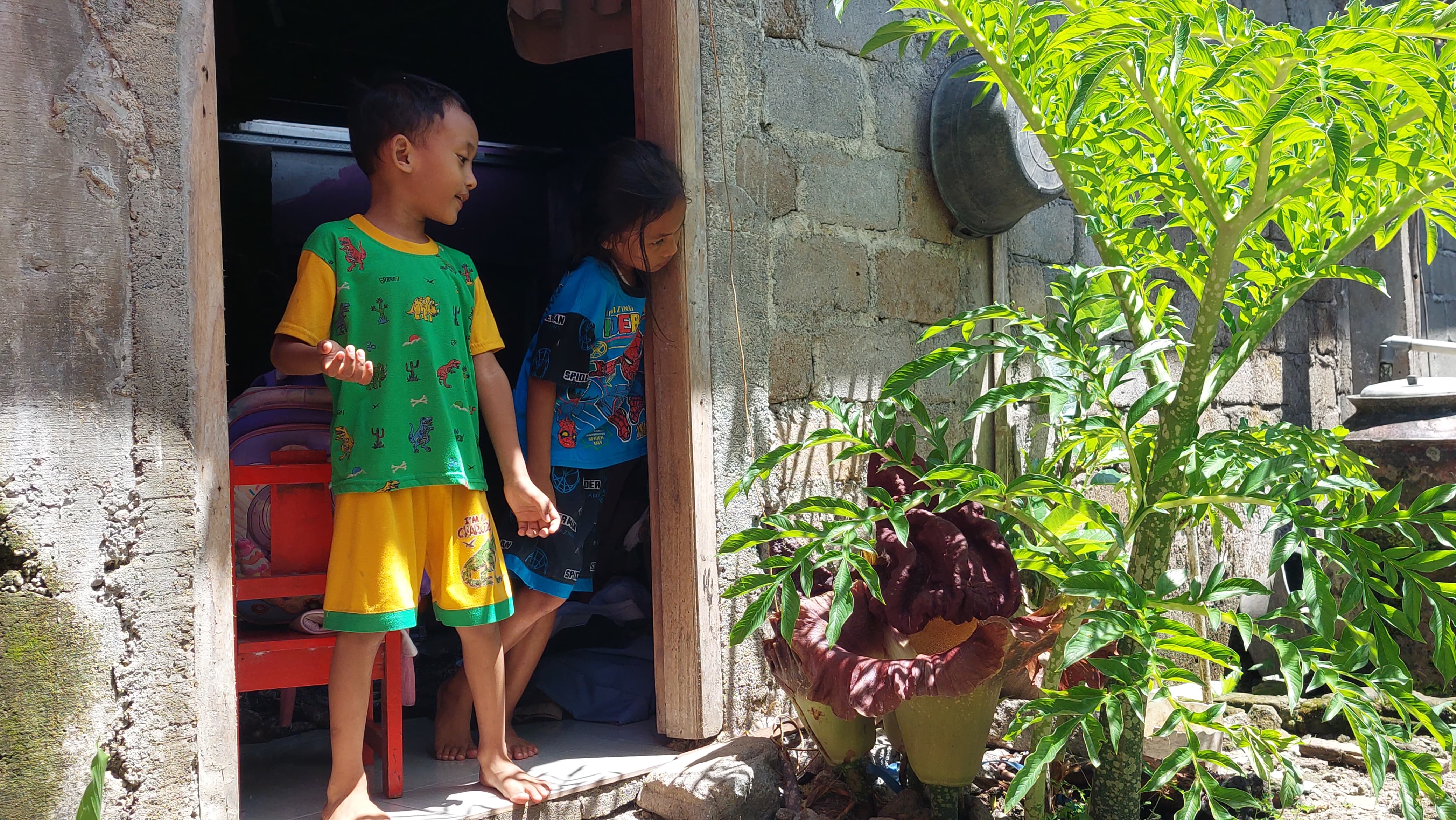PENASARAN: Anak kecil bermain di sekitar bunga bangkai yang berada tepat di sebelah rumah.