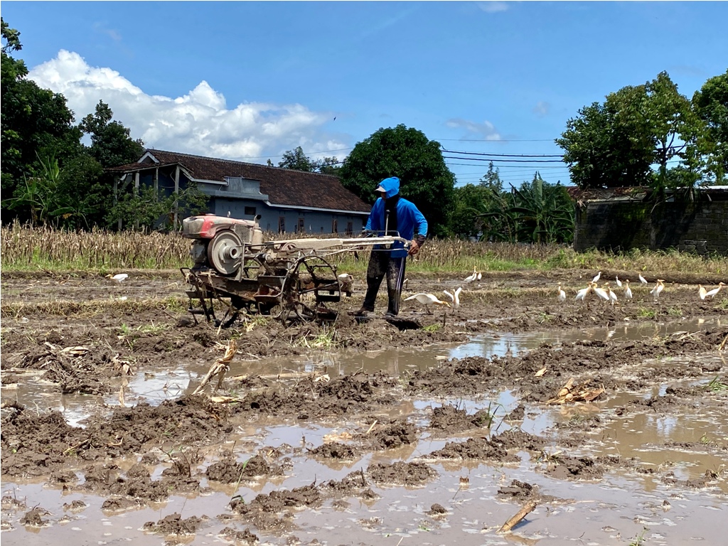Ilustrasi proses penggarapan sawah sebelum ditanami padi.