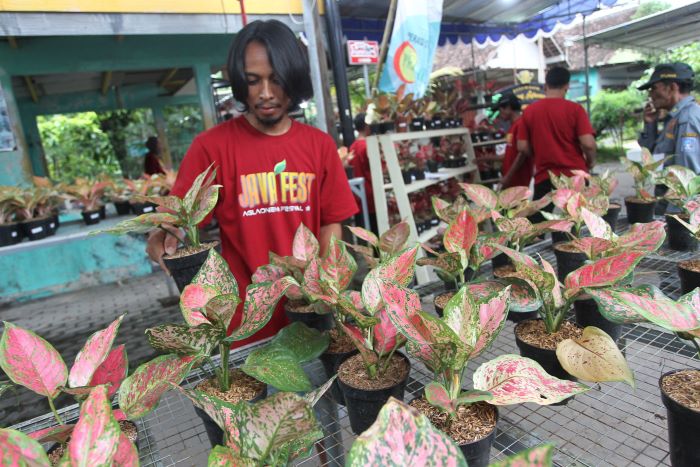 BERAGAM: Tanaman hias aglonema yang dipamerkan dalam Java Fest Aglonema Festival di Joglo Javaglonema, Paten, Tridadi, Sleman Minggu (22/12/2024).