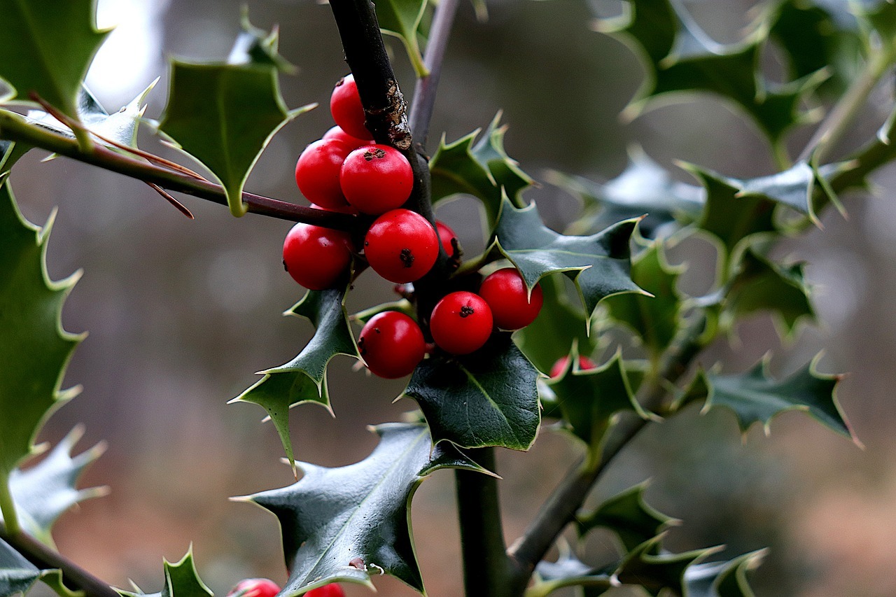 Tanaman holly (Pixabay)