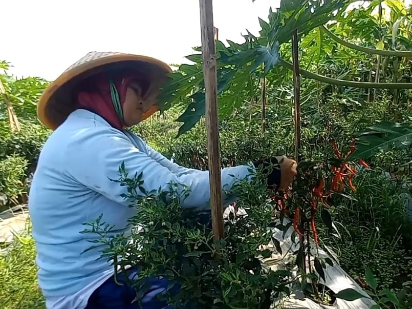 HASIL PERTANIAN : Petani di Desa Setrojenar, Kecamatan Buluspesantren sedang panen cabai.