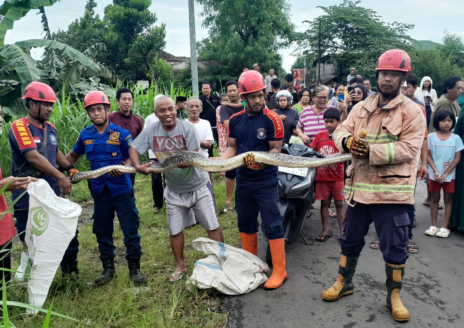 Petugas berhasil mengevakuasi ular Sanca sepanjang tiga meter dari dalam gorong-gorong di Padukuhan Trimulyo II, Kepek, Wonosari, Gunungkidul, Kamis (26/12) pagi.