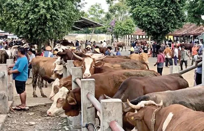 MASIH NORMAL: Aktivitas penjualan sapi di Pasar Hewan Siyono, Playen, Gunungkidul beberapa waktu lalu. Saat ini, sudah ada 42 ekor sapi yang mati karena penyakit mulut dan kuku.
