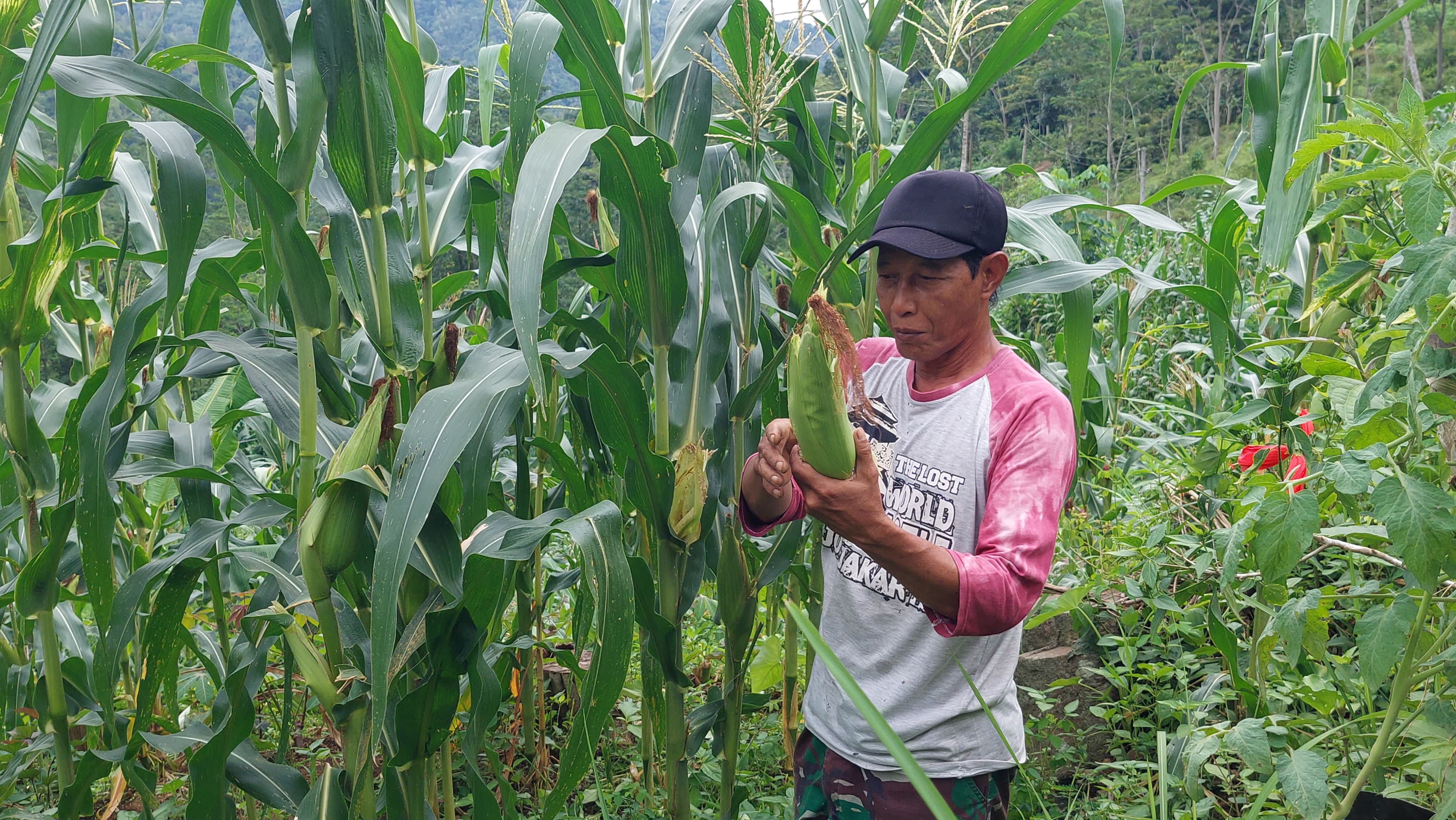 UNTUNG: Petani memanen jagung manis untuk dijual ke pasar.&nbsp;
