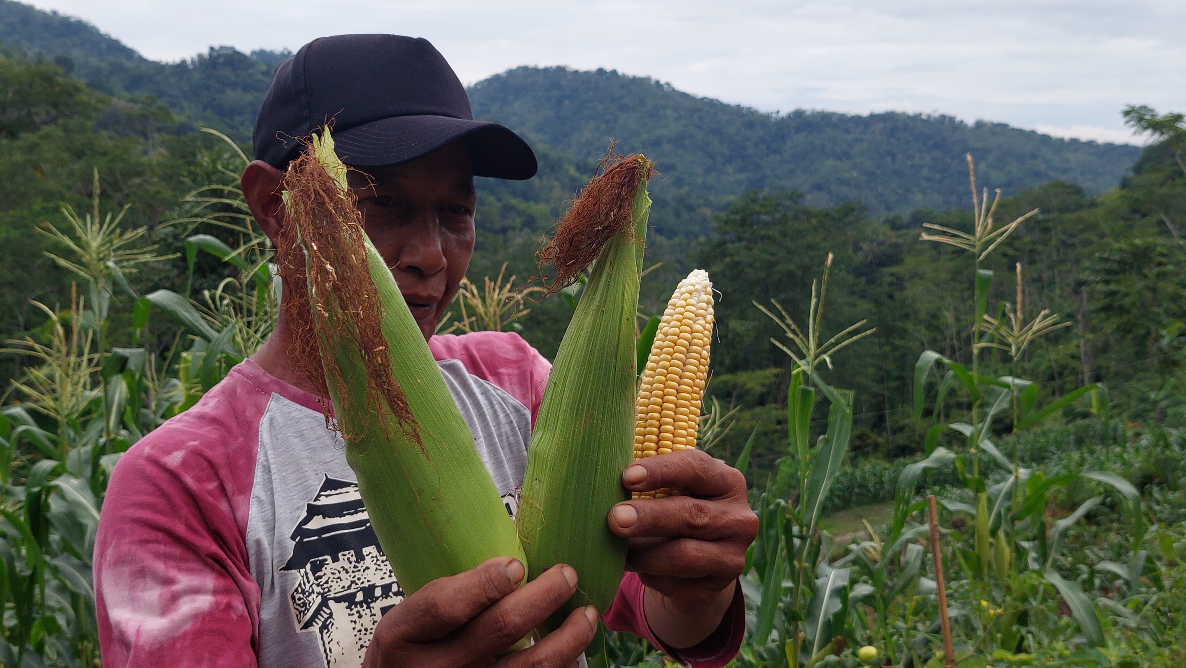UNTUNG: Petani memanen jagung manis untuk dijual ke pasar.&nbsp;