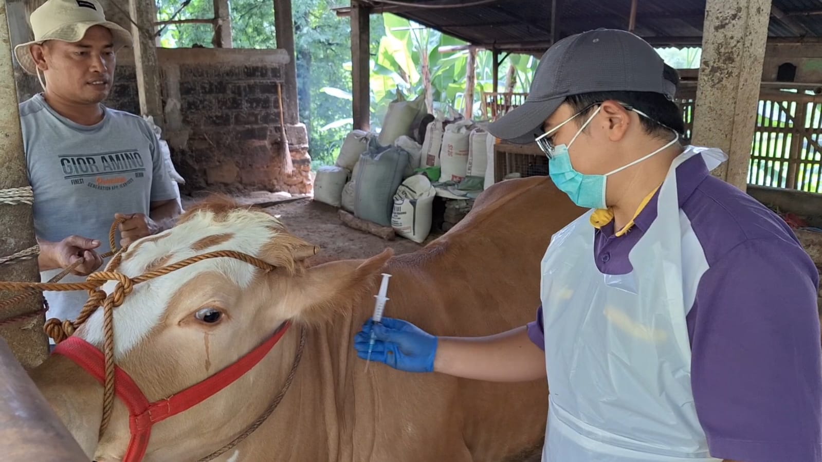 SUNTIK: Petugas Dispertapa memberikan vaksin ke sapi milik Sukirdi.&nbsp;