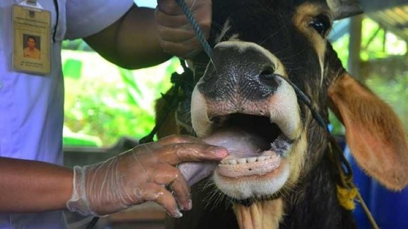 Ilustrasi Sapi terkena PMK.