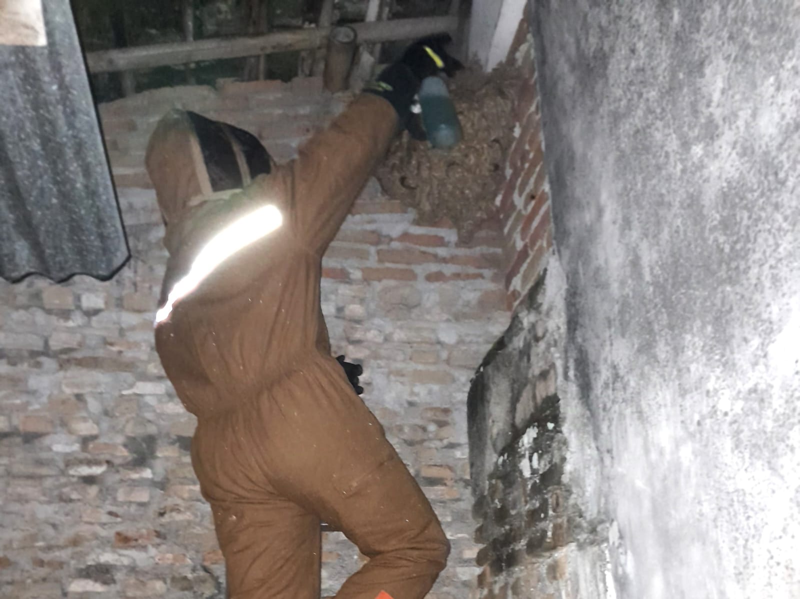 EVAKUASI: Tim khusus Damkarmat Kota Jogja saat melakukan operasi tangkap tangan sarang tawon di rumah warga.  (DOKUMENTASI DAMKARMAT KOTA JOGJA)