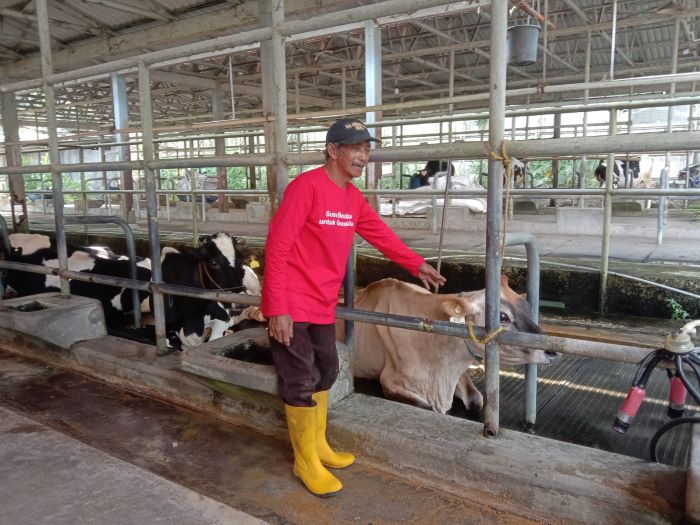 PRODUKTIVITAS TURUN: Salah satu peternak di Kabupaten Sleman Supadi. Dia mengeluhkan turunnya hasil susu dari sapi perah yang mencapai 50 persen.