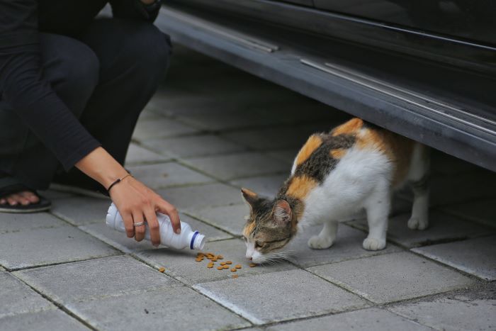Ilustrasi memberi makan kucing liar