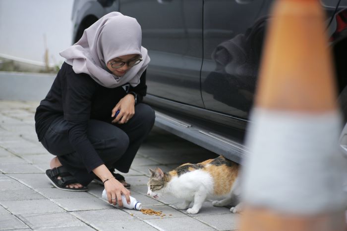 Ilustrasi memberi makan kucing liar