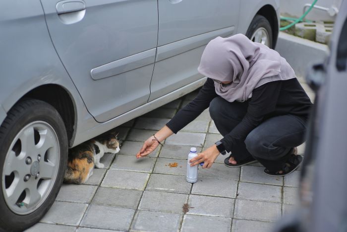 Ilustrasi feeding street