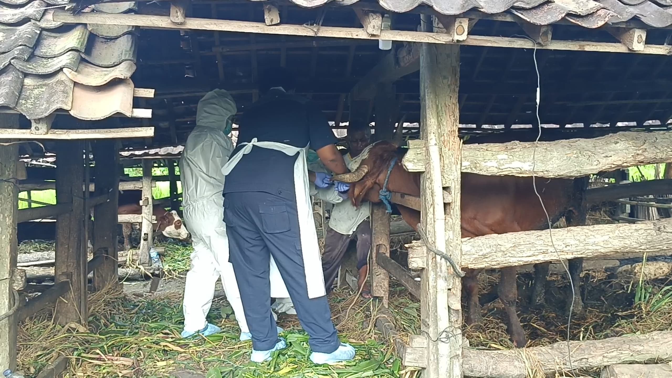 DIPERIKSA: Petugas kesehatan hewan saat melakukan pemeriksaan terhadap sapi yang bergejala di Kalurahan Pampang, Kapanewon Paliyan, Gunungkidul.
