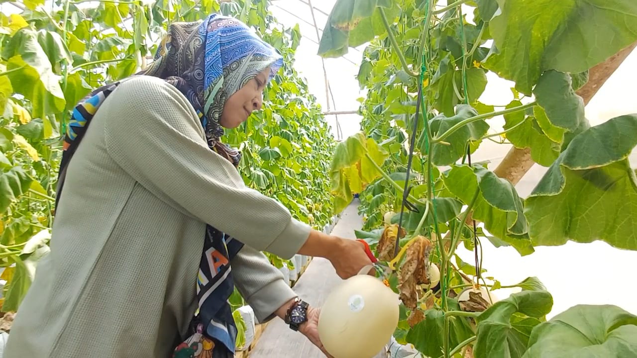 Pengunjung tengah mencoba memetik buah melon di Demaji Melon Garden Kaligesing, Sabtu (4/12).