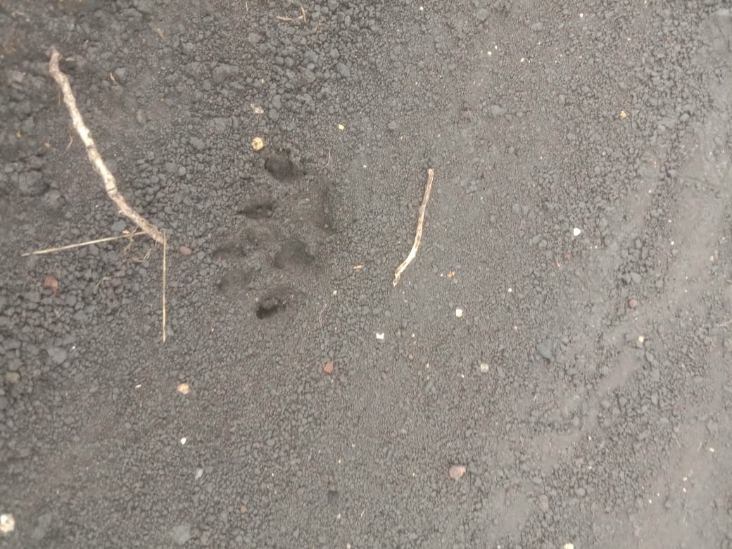 Jejak misterius yang diduga milik macan tutul Jawa (Panthera pardus melas)