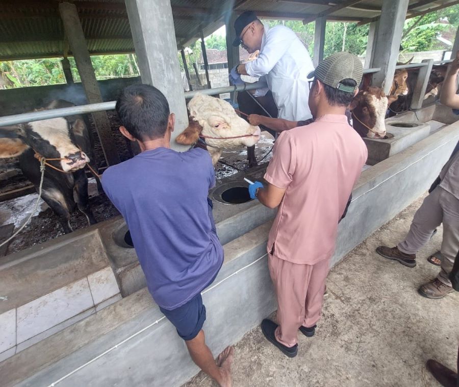 Petugas kesehatan hewan melakukan vaksinasi PMK kepada hewan-hewan ternak di Gunungkidul, Selasa (7/1).