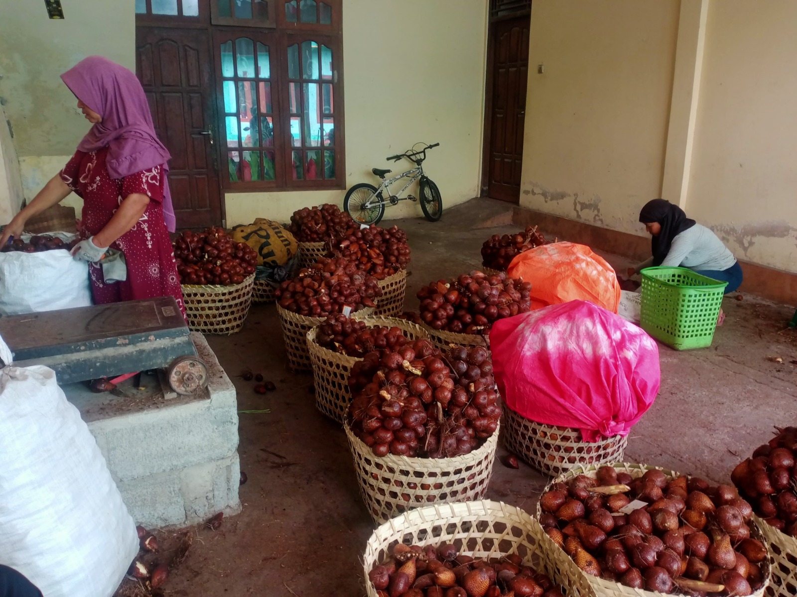PANEN RAYA: Produksi salah pondoh di Desa Kaliurang, Srumbung melimpah sehingga berpengaruh terhadap harga jual.