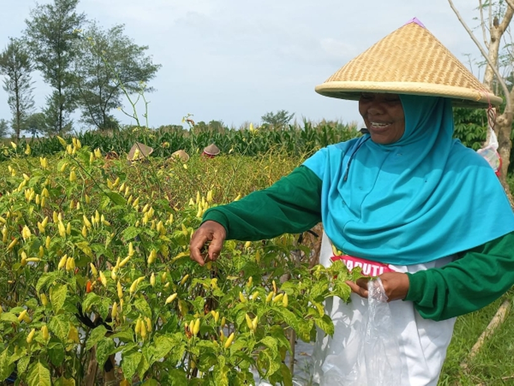 GAGAL PANEN : Petani di Desa Setrojenar, Kecamatan Buluspesantren panen cabai dari sisa tanaman yang terserang hama patek.