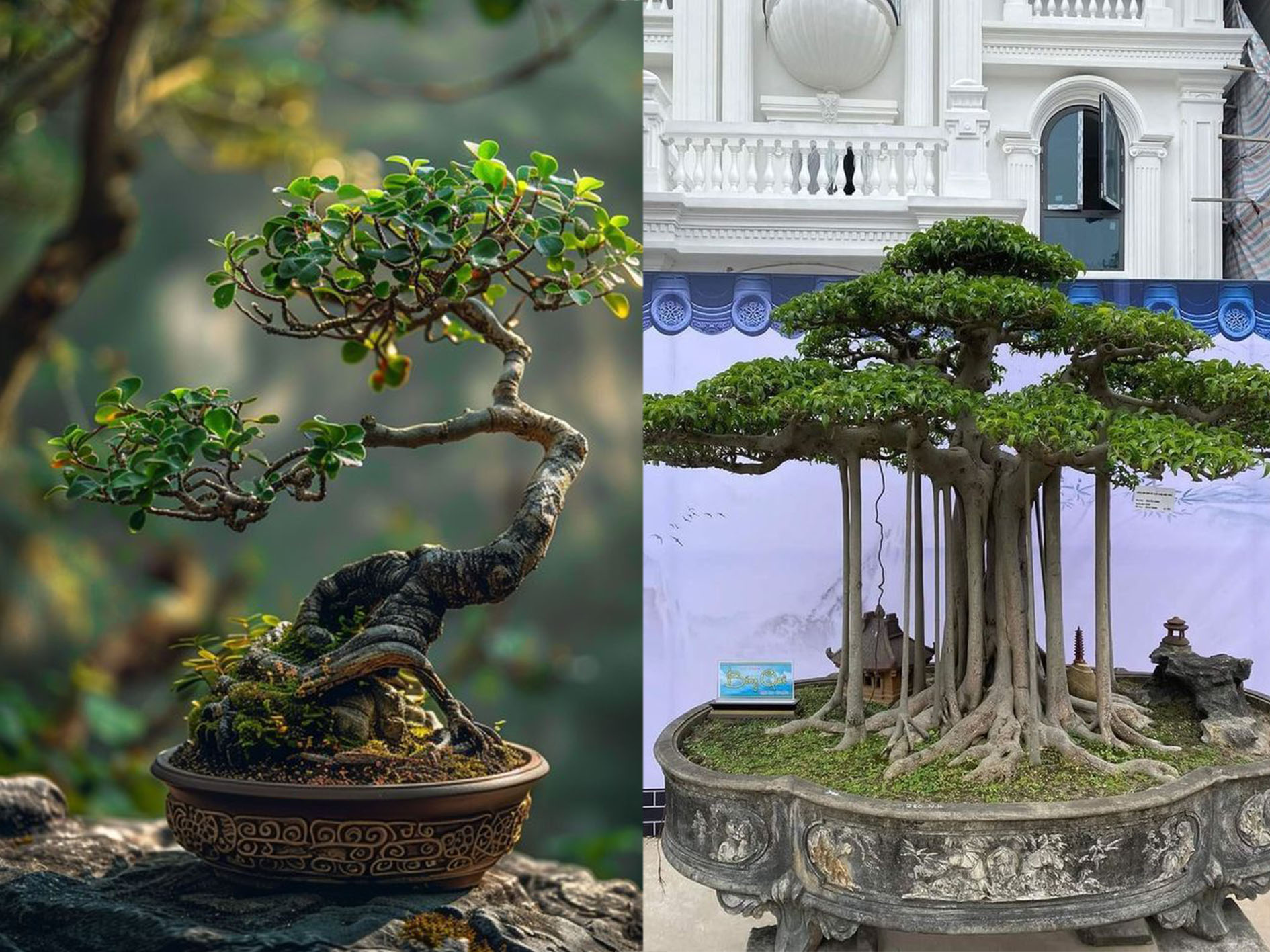 Bonsai Beringin.