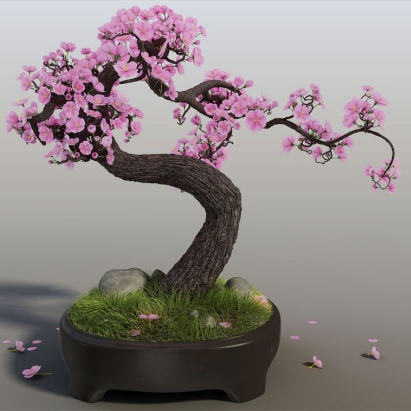 Bonsai pohon sakura.