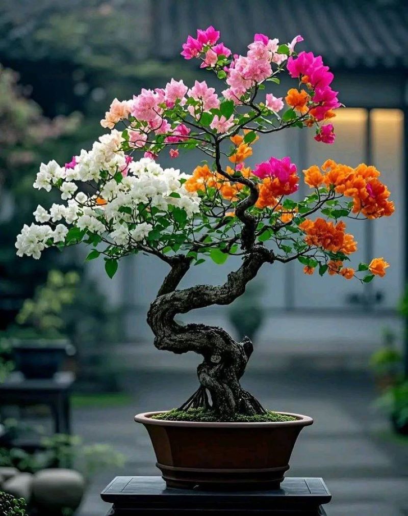 Bonsai bougenville atau tanaman kertas.