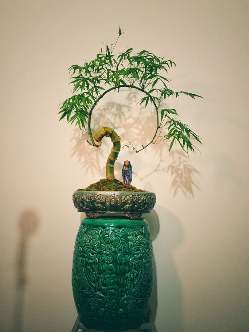 Bonsai bambu.
