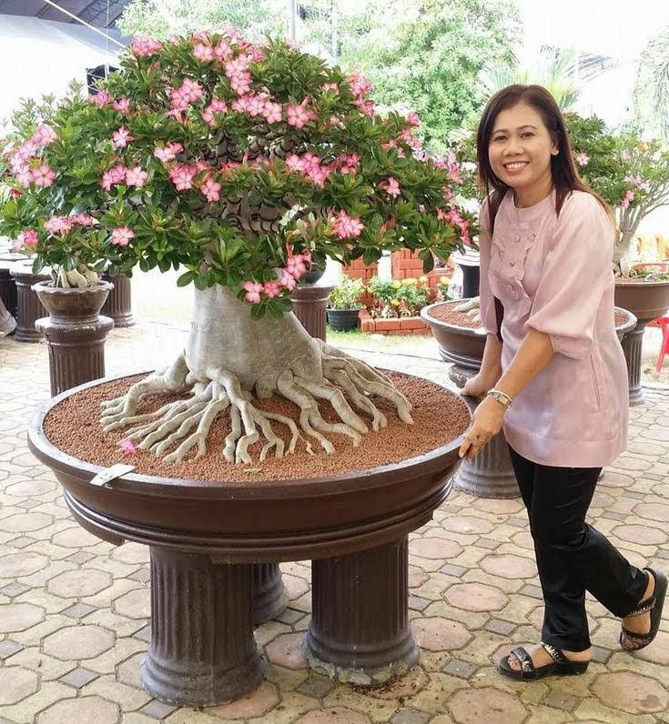 Seorang wanita berdiri di samping bonsai kamboja.