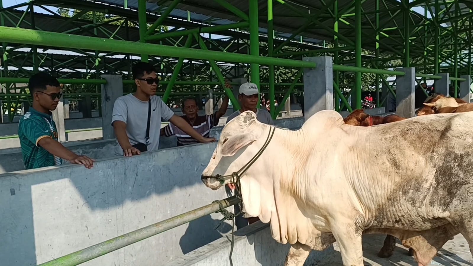 JUAL BELI: Calon pembeli melihat sapi di Pasar Hewan Pengasih.&nbsp;