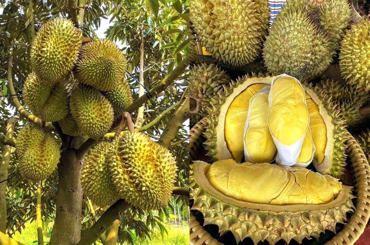 Ilustrasi durian legit.