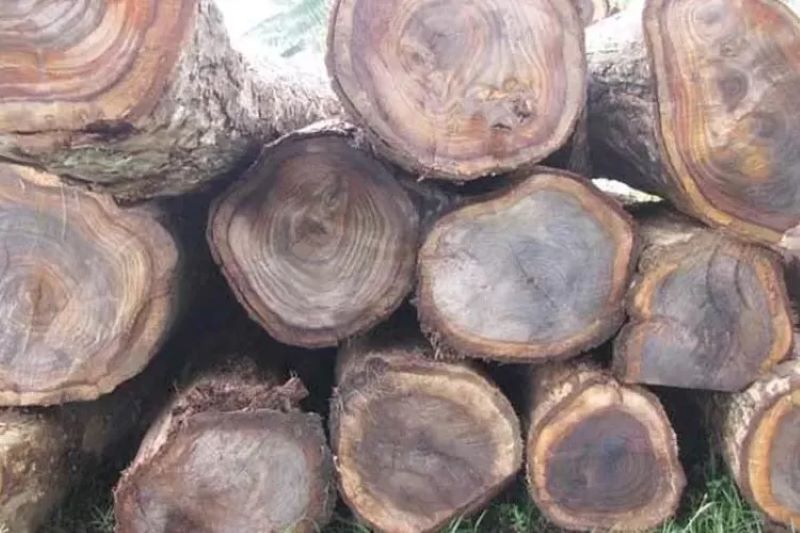 Kayu Sono.