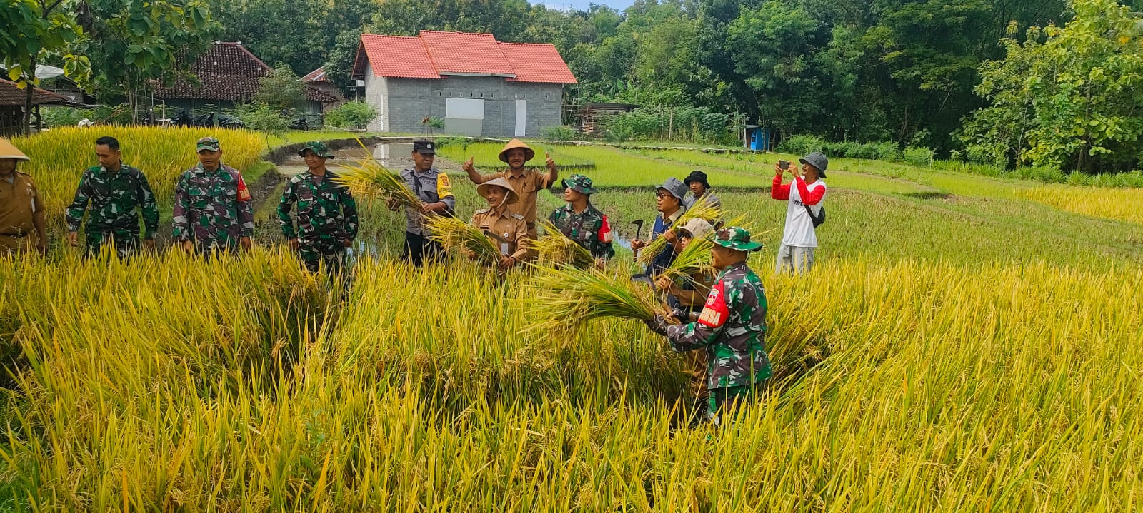 Panen raya yang dilakukan petani bersama TNI dan Pemerintah Kabupaten Gunungkidul di Kapanrwon Ngawen.