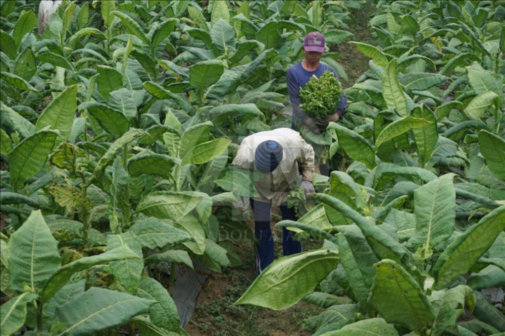 Pentani Wonoso sedang memanen tembakau.