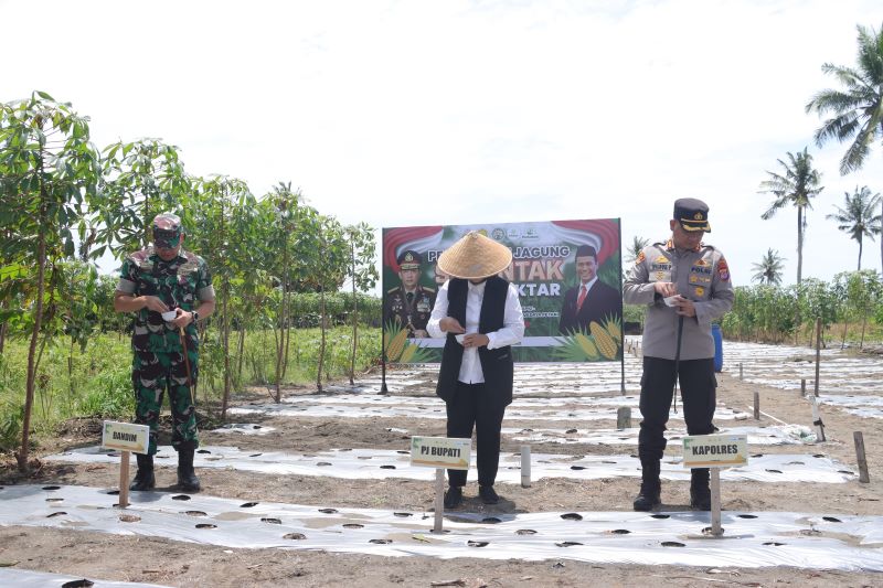 TANAM: Secara simbolis Pj Bupati, Kapolres, dan Dandim Kulon Progo menanam benih jagung.&nbsp;