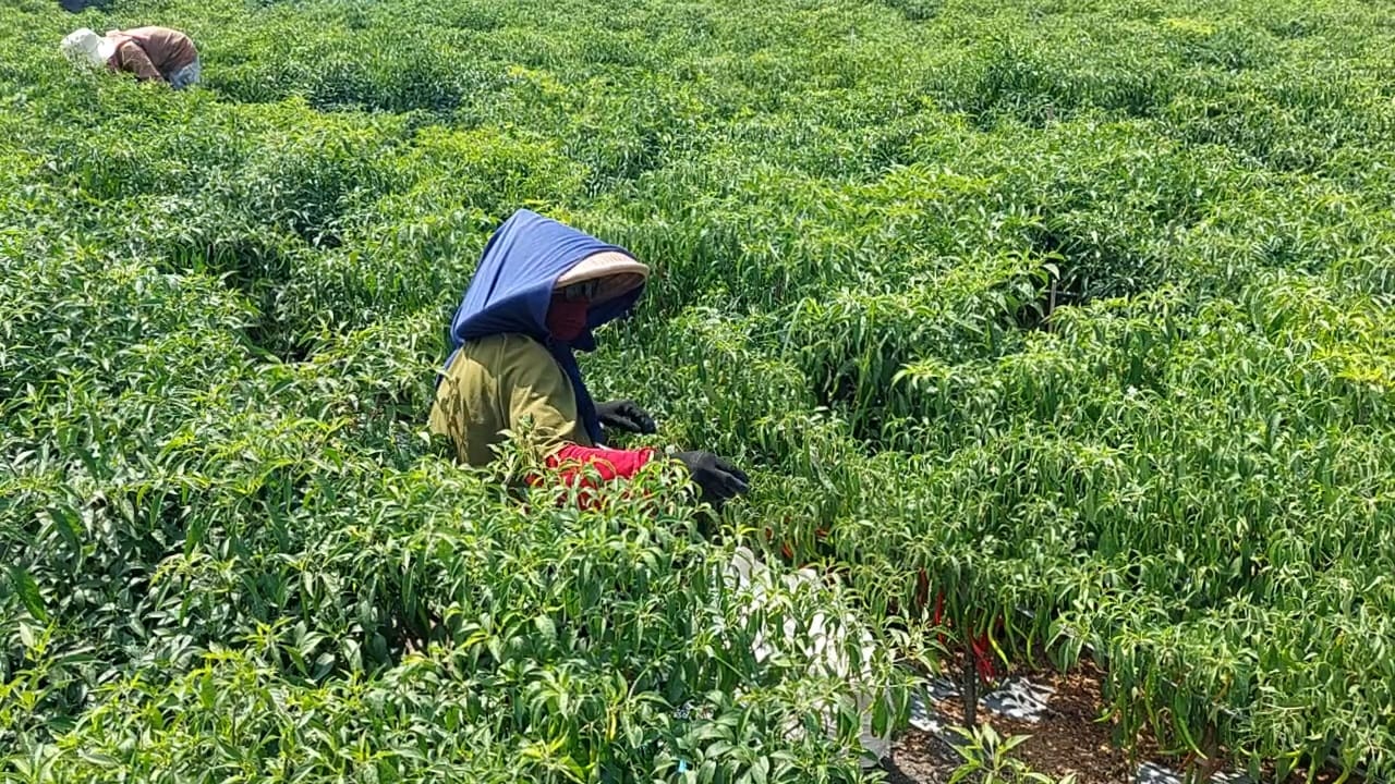 PANEN: Petani cabai di Pesisir Pantai Trisik sedang memanen cabai rawit.&nbsp;