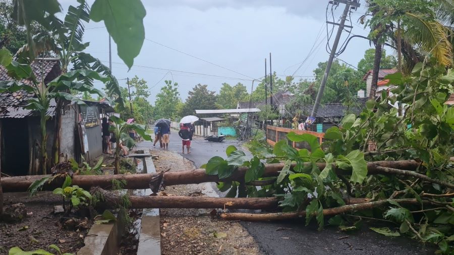 Pohon tumbang menutup akses jalan di Kapanewon Karangmojo, Gunungkidul, Selasa (21/) kemarin.
