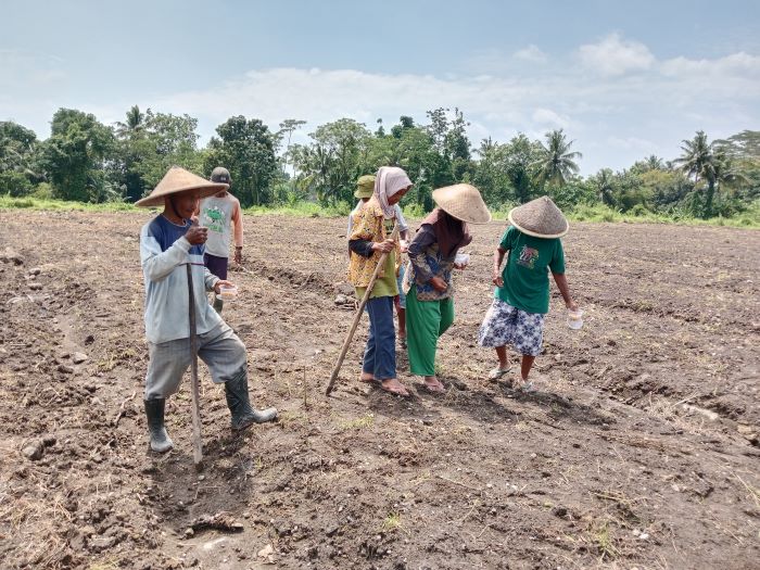 MASA TANAM: Petani saat sedang melakukan penanaman benih di lahan pertanian.