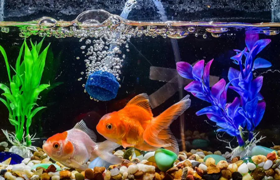 Ikan hias dalam aquarium.