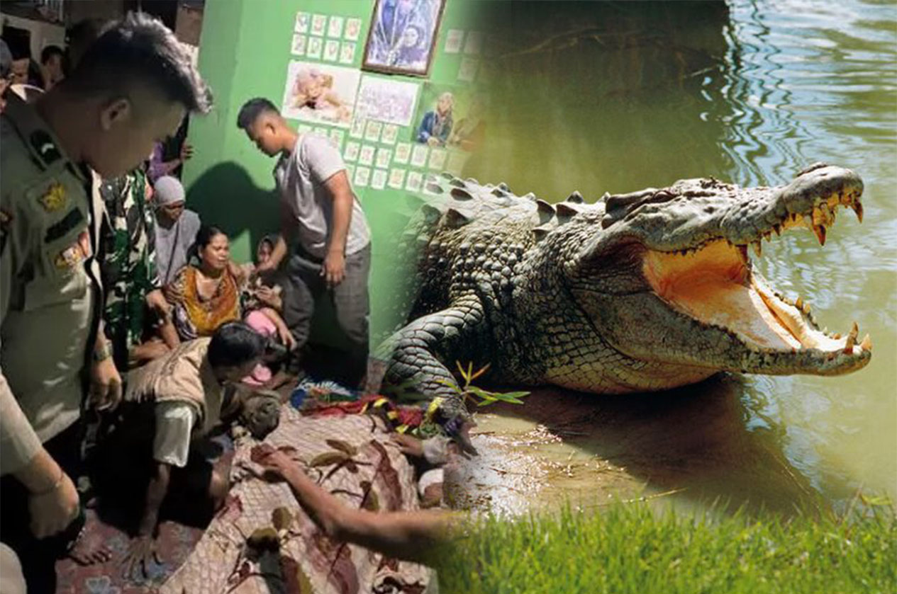 Sesaat jasad korban ditemukan dengan kondisi sejumlah luka akibat gigitan buaya (kiri) dan Ilustrasi buaya yang siap memangsa.