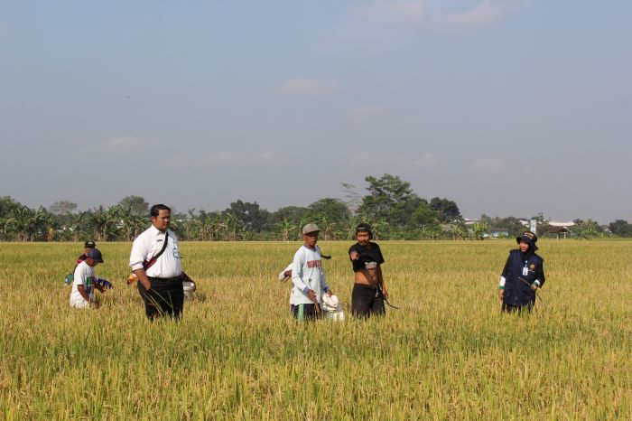 HARGA NAIK: Petani saat mulai memanen padi di lahan pertanian Kabupaten Sleman. Saat ini, HPP gabah telah naik menjadi Rp 6 ribu per kilogram.
