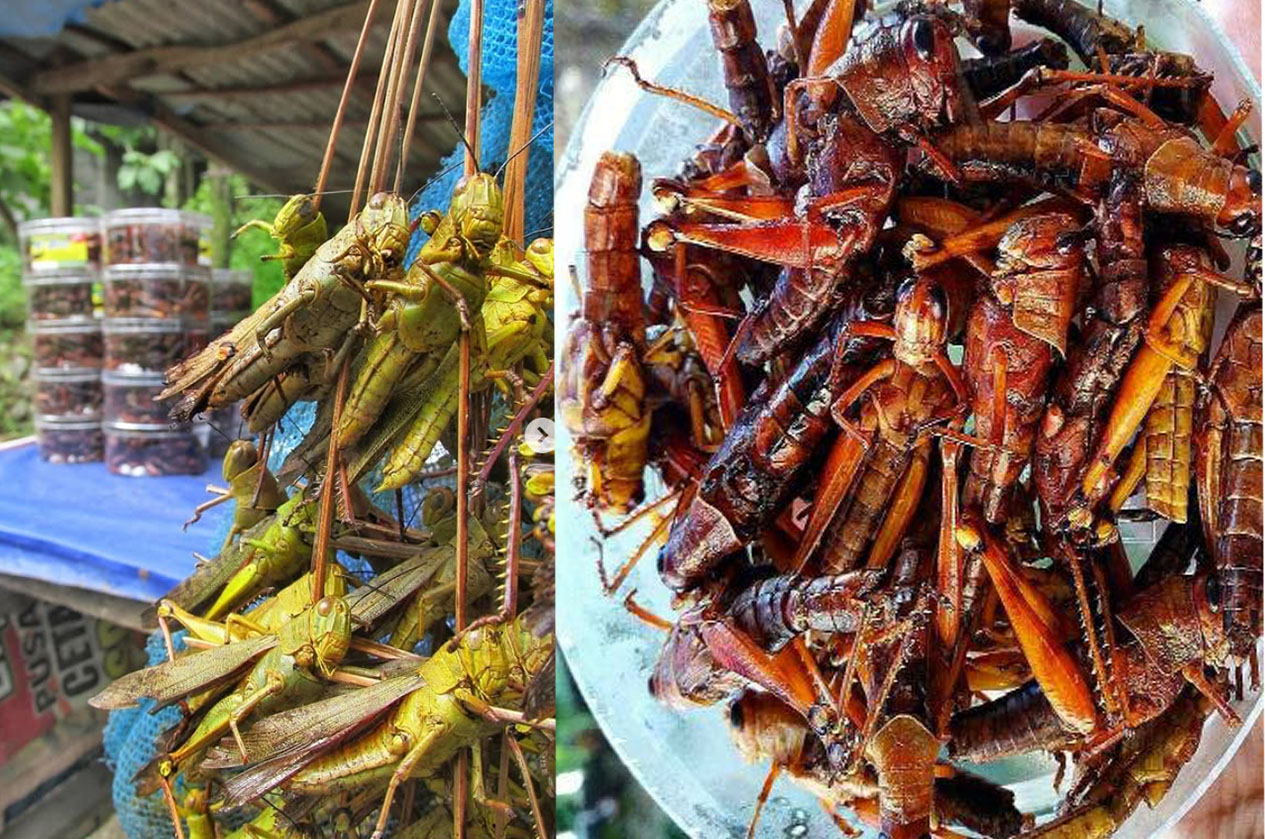 Wacana belalang ataupun serangga menjadi menu MBG.